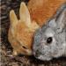Бизнес план для открытия конкурентоспособной кролиководческой фермы Бизнес план разведения кроликов 1000 голов
