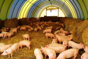 Домашнее свиноводство: выращивание свиней как бизнес