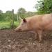 Разведение свиней как бизнес: где продавать и как выращивать?