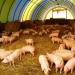 Домашнее свиноводство: выращивание свиней как бизнес