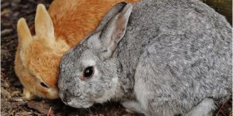 Бизнес план для открытия конкурентоспособной кролиководческой фермы Бизнес план разведения кроликов 1000 голов