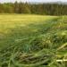 Кормовые травы из семейства злаковых